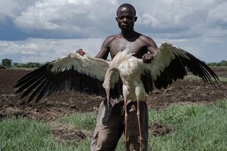 Fotky: Boj o přežití. V Ugandě ze zoufalství zabíjejí migrující čápy - Seznam Zprávy